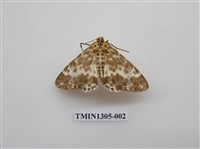 藏品(尺蠖蛾科)的圖片